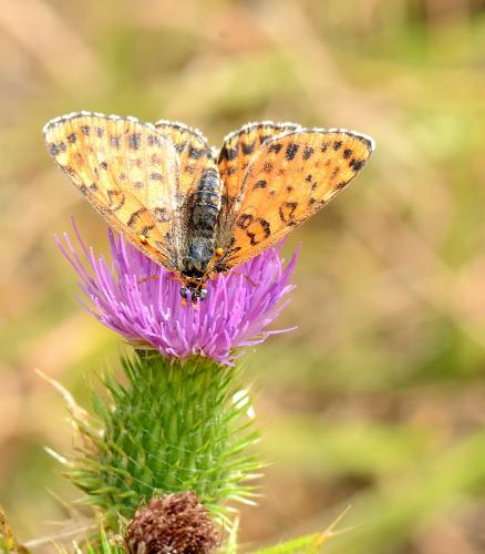 Melitaea didyma